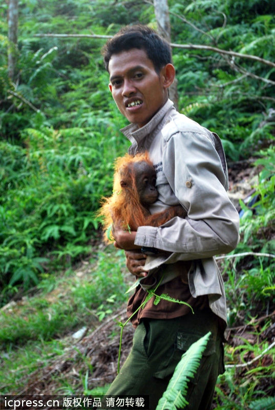 Los gorilas de Sumatra sin hogar por el comercio del aceite de palma 无家可归的苏门答腊大猩猩