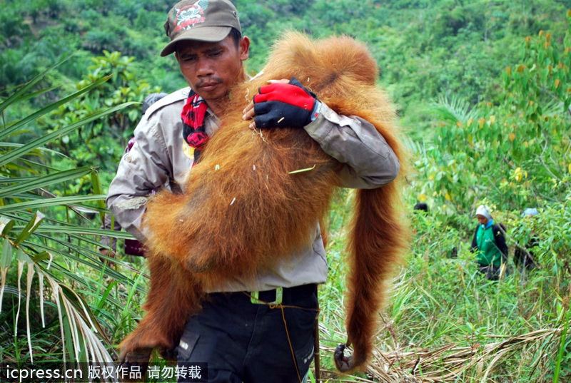 Los gorilas de Sumatra sin hogar por el comercio del aceite de palma 无家可归的苏门答腊大猩猩