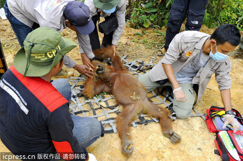 Los gorilas de Sumatra sin hogar por el comercio del aceite de palma 无家可归的苏门答腊大猩猩