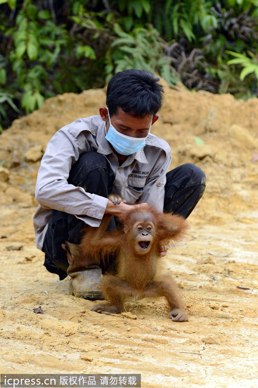 Los gorilas de Sumatra sin hogar por el comercio del aceite de palma 无家可归的苏门答腊大猩猩