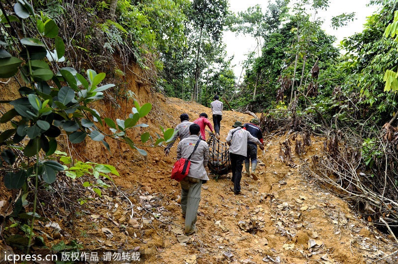 Los gorilas de Sumatra sin hogar por el comercio del aceite de palma 无家可归的苏门答腊大猩猩