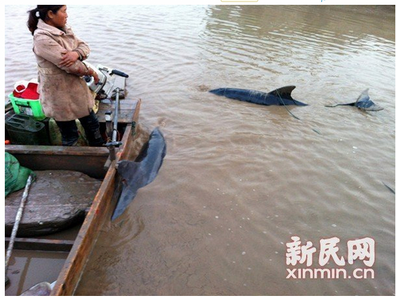 Shanghai, delfines , animal, ,río Yangtze