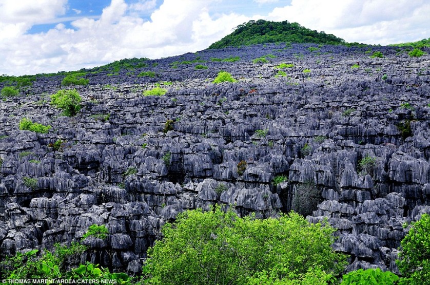 Bosque de piedra en el Parque Nacional de Ankara, Madagascar