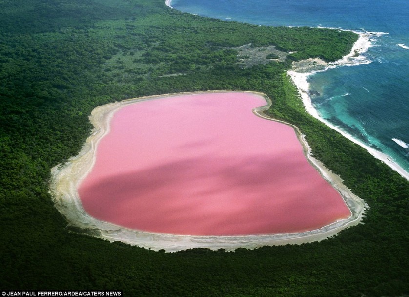 El color de rosa mostrado por el Lago Hiller del oeste de Australia es increíble.