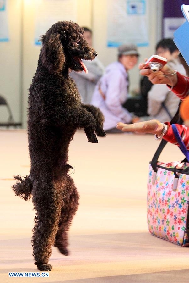 Festival Cultural de Mascotas de (Hangzhou) China 2012