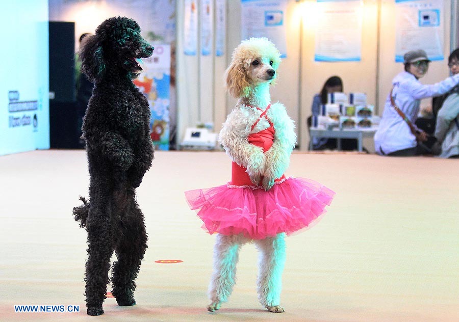 Festival Cultural de Mascotas de (Hangzhou) China 2012