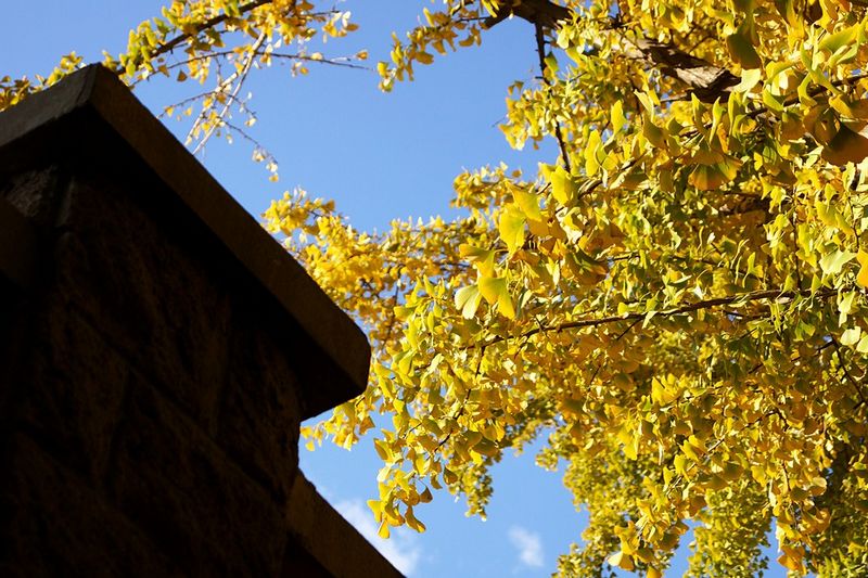 Los parques más hermosos en el otoño de Beijing