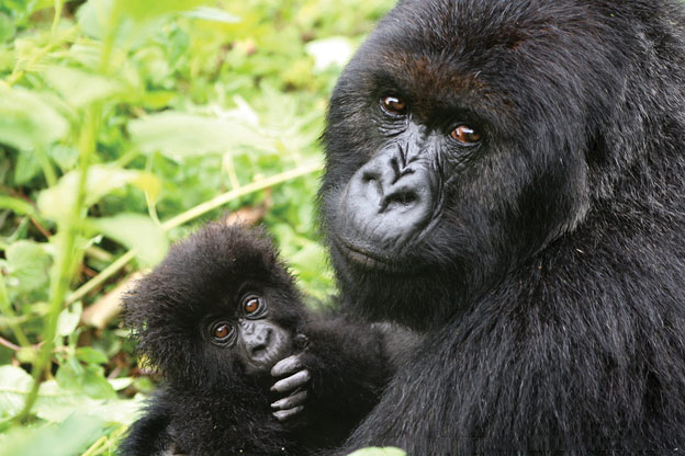 Ruanda: las gorilas de montaña 卢旺达 山地大猩猩