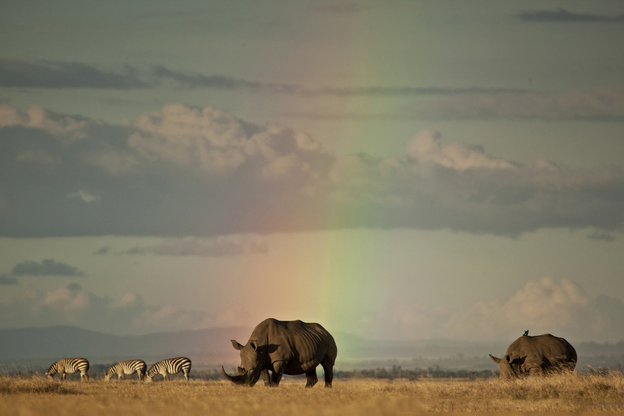 Kenia: los rinocerontes en la zona protegida Solio 肯尼亚 Solio保护区的犀牛