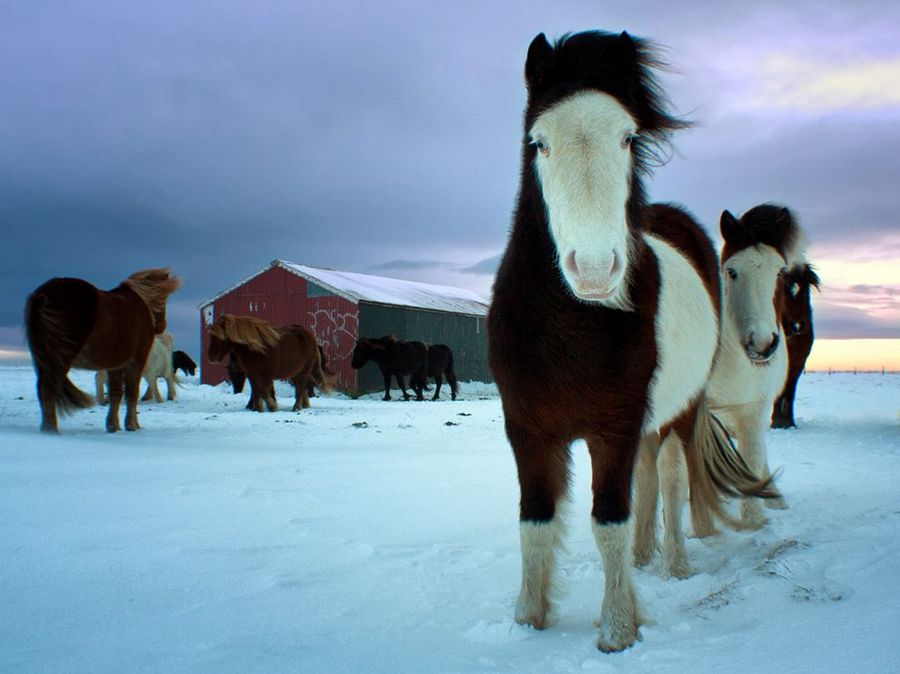 Selección de las fotos más bellas de National Geographic