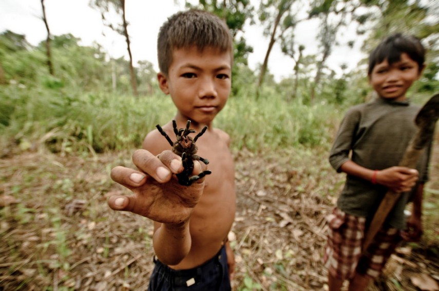 Infancia especial y horrible: los niños pobres de Camboya capturan y comen tarántulas venenosas