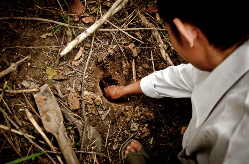 Infancia especial y horrible: los niños pobres de Camboya capturan y comen tarántulas venenosas