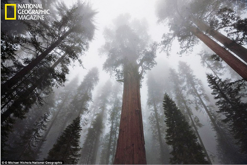 Paisaje magnífico: árboles más grandes y más altos del mundo