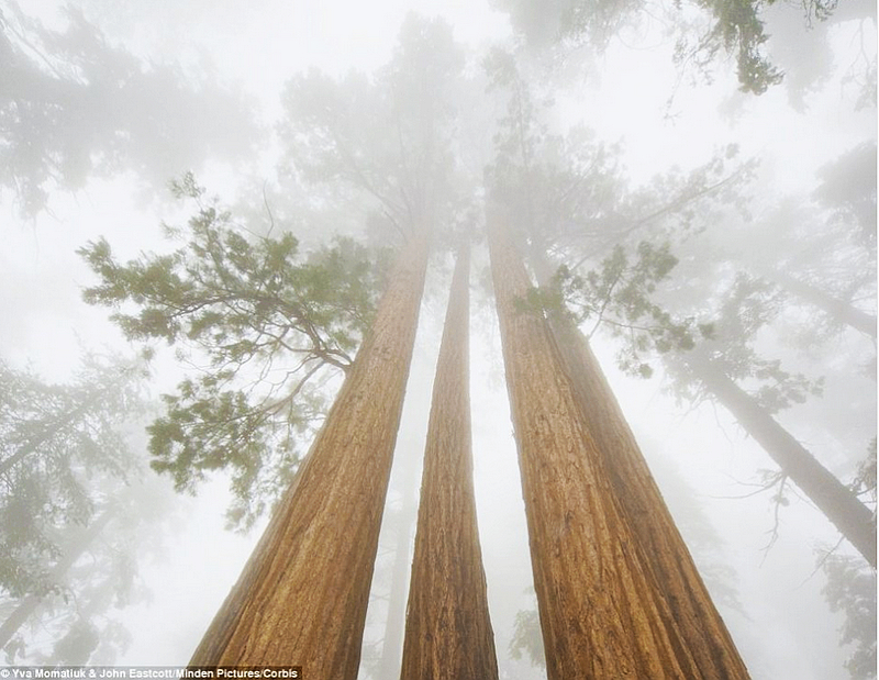 Paisaje magnífico: árboles más grandes y más altos del mundo