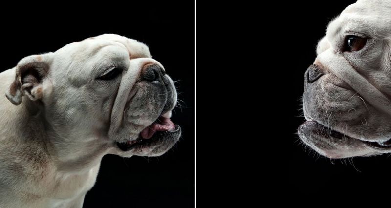 Muecas graciosas de los perros