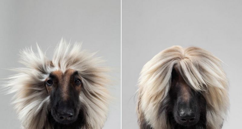 Muecas graciosas de los perros