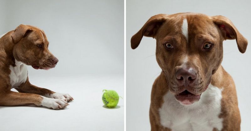 Muecas graciosas de los perros