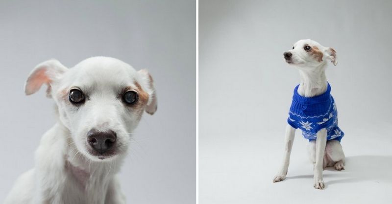 Muecas graciosas de los perros