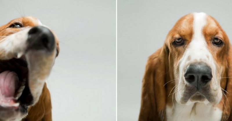 Muecas graciosas de los perros