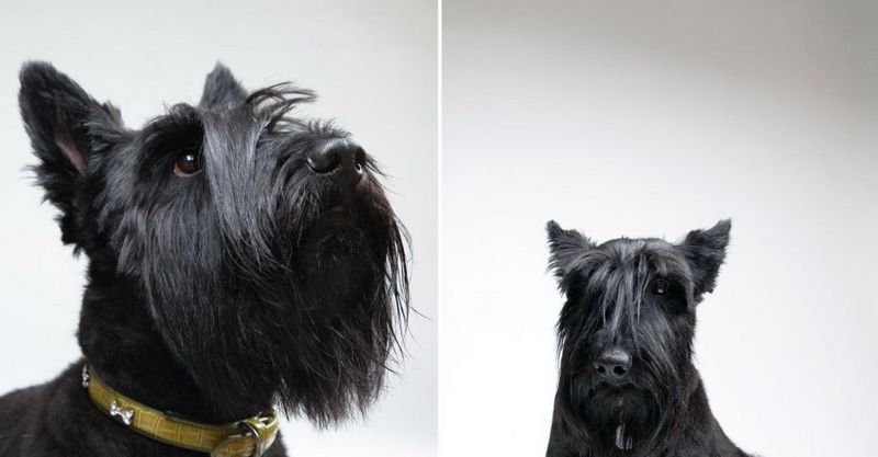 Muecas graciosas de los perros