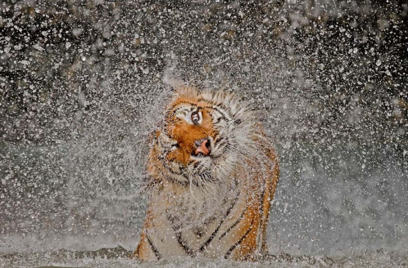 Selección de las mejores fotos de National Geographic 2012