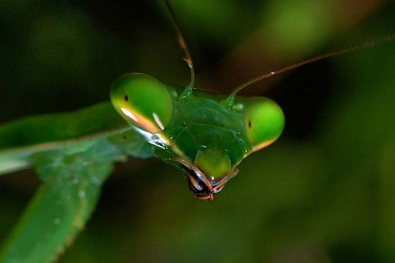 Selección de las mejores fotos de National Geographic 2012