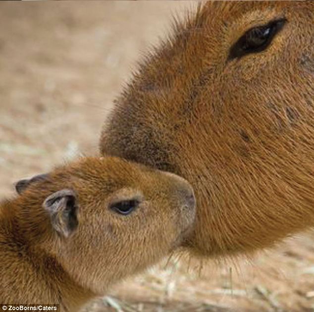 Graciosos bebés de animales en peligro de extinción 11