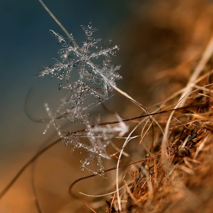 Arte de copos de nieve