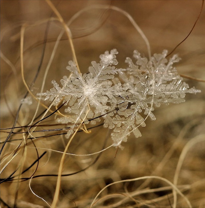 Arte de copos de nieve