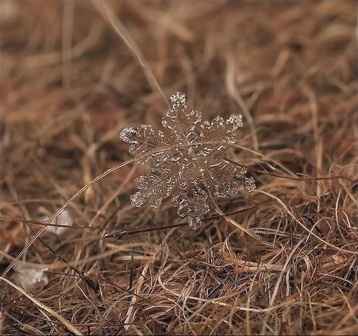 Arte de copos de nieve