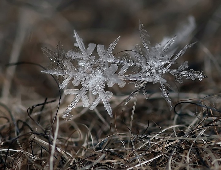 Arte de copos de nieve