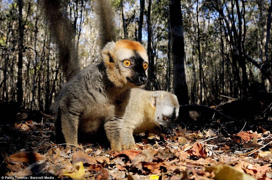 Madagascar el lugar con sistema ecológico único en el mundo 2