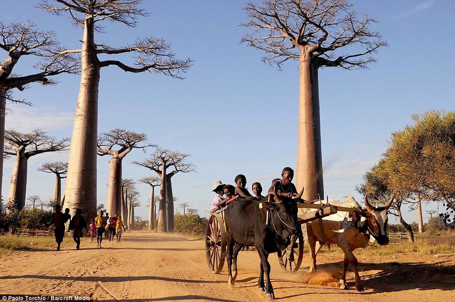 Madagascar el lugar con sistema ecológico único en el mundo 4