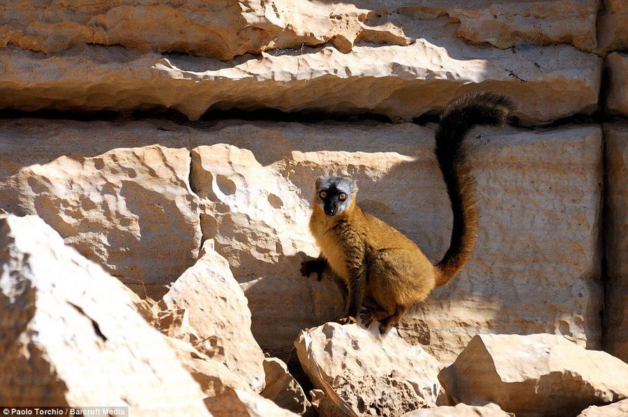 Madagascar el lugar con sistema ecológico único en el mundo 11