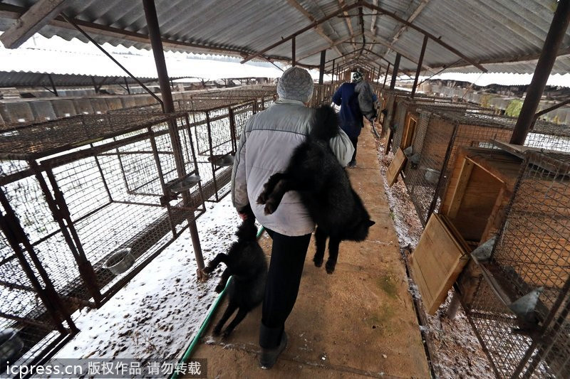 La matanza detrás de la belleza: secreto de las granjas de pieles en Bielorrusia