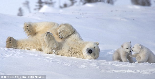 Oso polar bebés juegan con su mamá 4