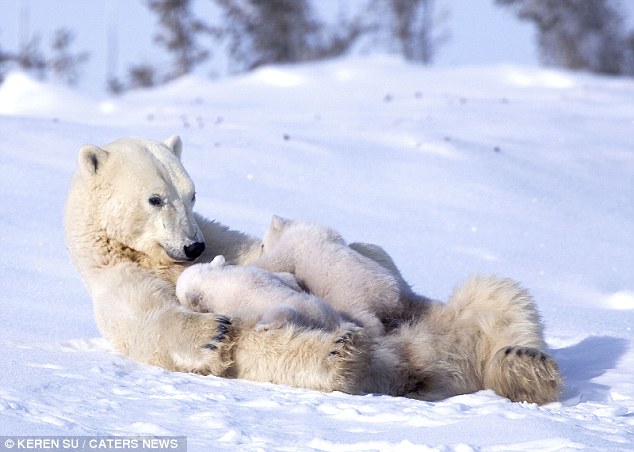 Oso polar bebés juegan con su mamá 5