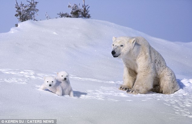 Oso polar bebés juegan con su mamá 6