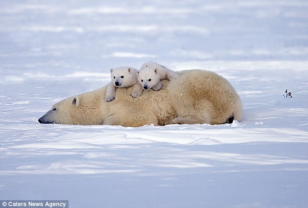 Oso polar bebés juegan con su mamá 7