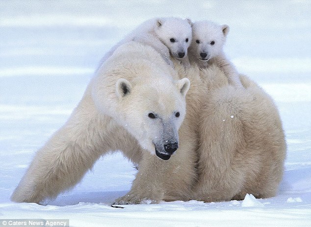 Oso polar bebés juegan con su mamá 8