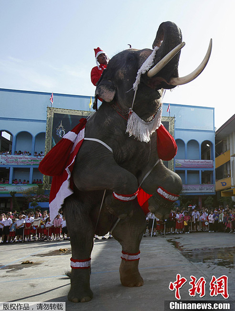 Elefante disfrazado de Papá Noel_Spanish.china.org.cn_中国最权威的西班牙语新闻网站