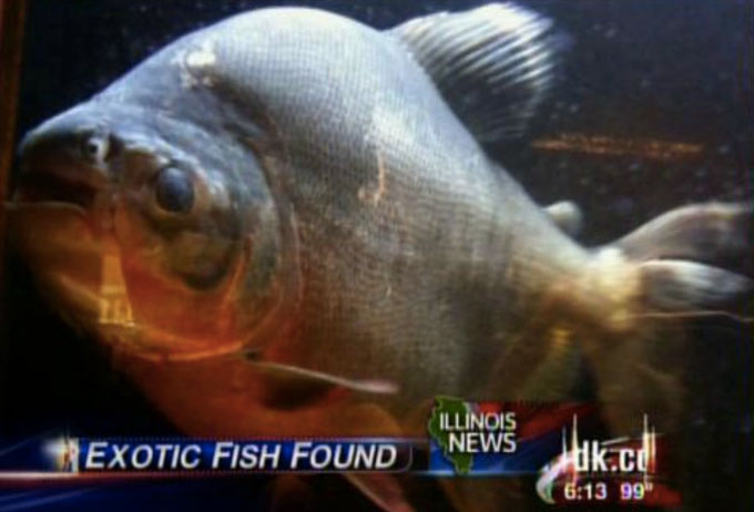 No.9 Surge Piraña en el lago Lou Yaeger