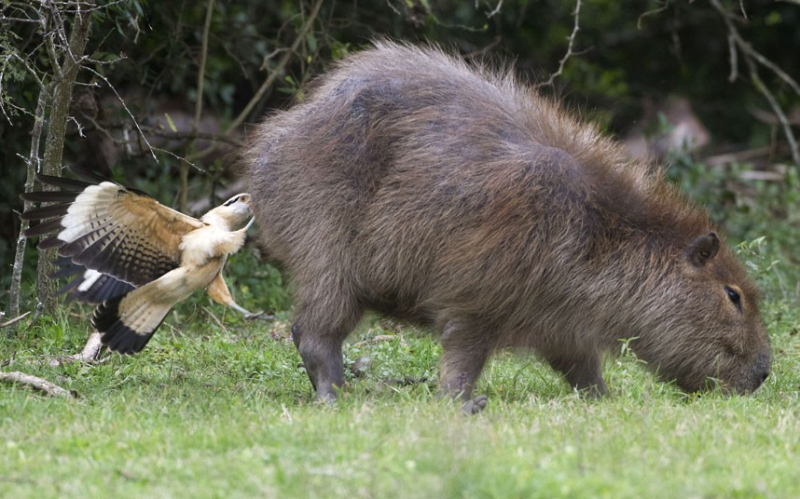 Los animales más graciosos 2