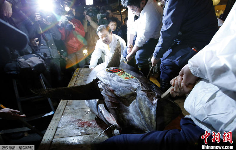 El atún rojo más caro del mundo 3