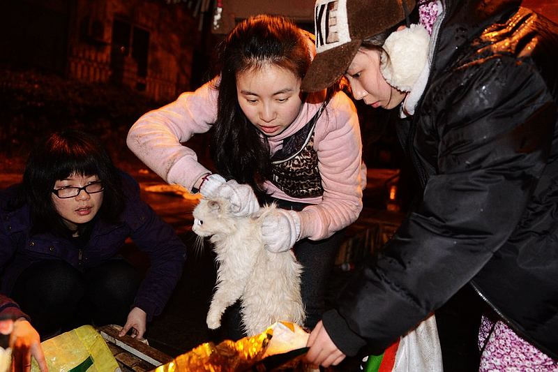 Más de 1.000 gatos escapan del menú gracias a un accidente, sociedad, CHina, 