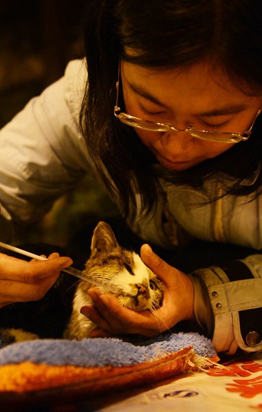 Más de 1.000 gatos escapan del menú gracias a un accidente, sociedad, CHina, 