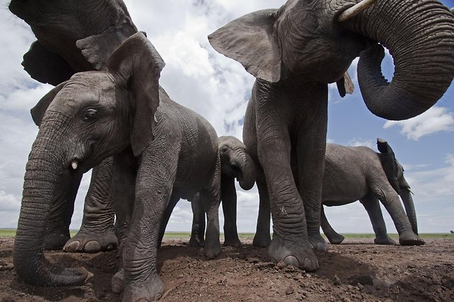 Acercarse a los animales salvajes en Africa