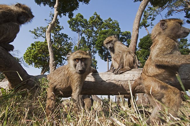 Acercarse a los animales salvajes en Africa