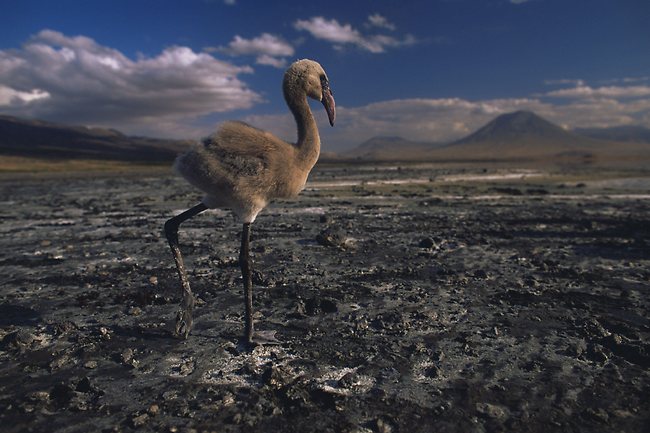 Acercarse a los animales salvajes en Africa