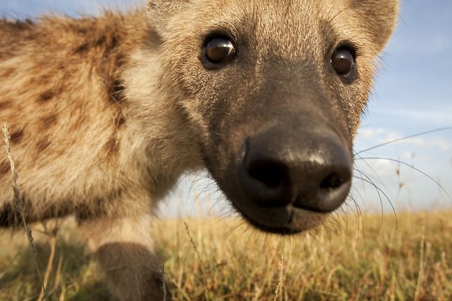 Acercarse a los animales salvajes en Africa